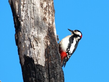 Дятел пестрый