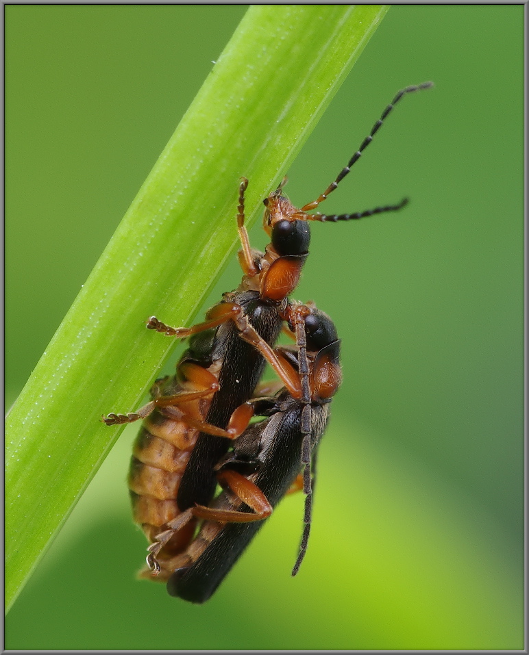 Cantharis nigra