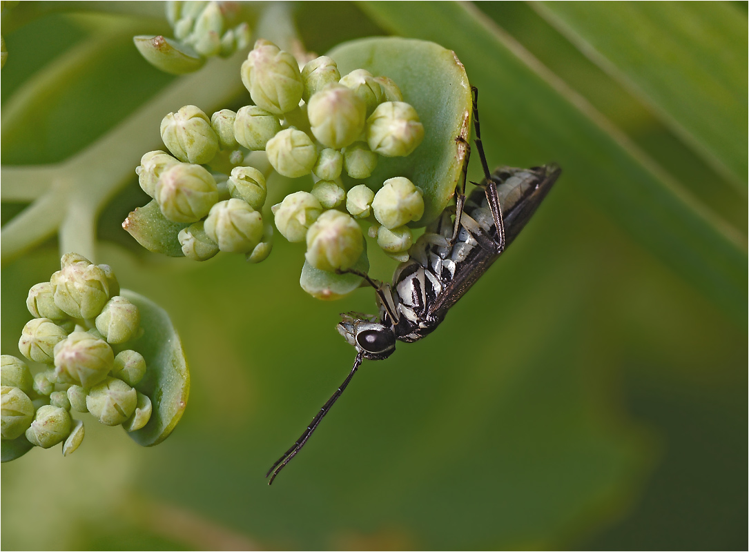 Nematus sp. - Пилильщик.