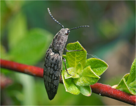 Actenicerus-sjaelandicus - Щелкун пилоусый