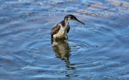 Большой баклан