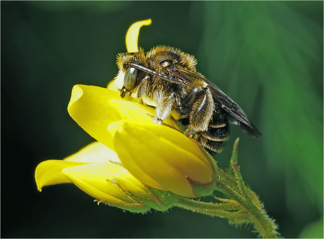 Macropis europaea - Дикая медоносная пчела