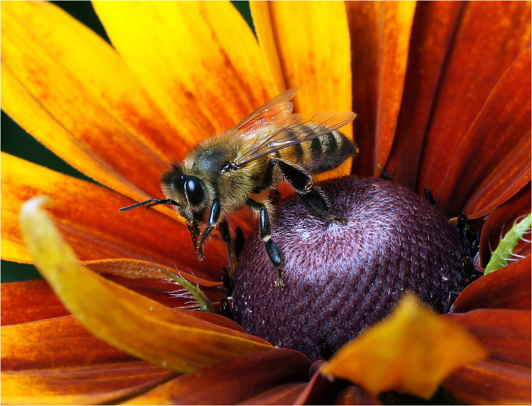 Apis mellifera - Пчела медоносная