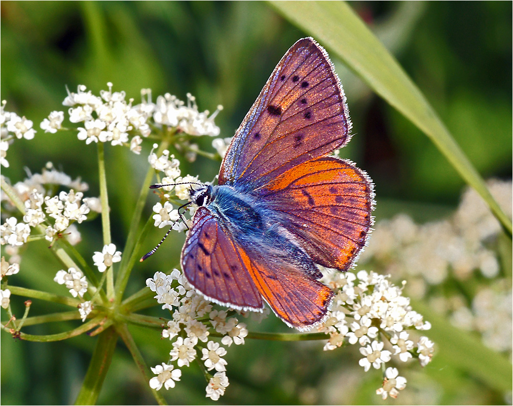 Lycaena alciphron - Червонец фиолетовый.