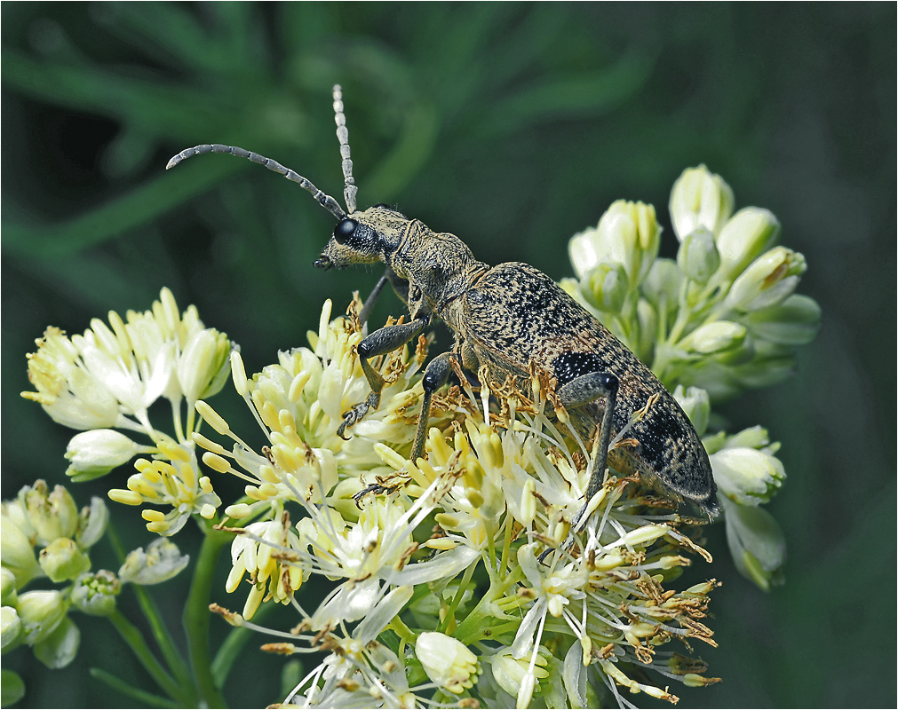 Rhagium mordax - Рагий четырехпятнистый.