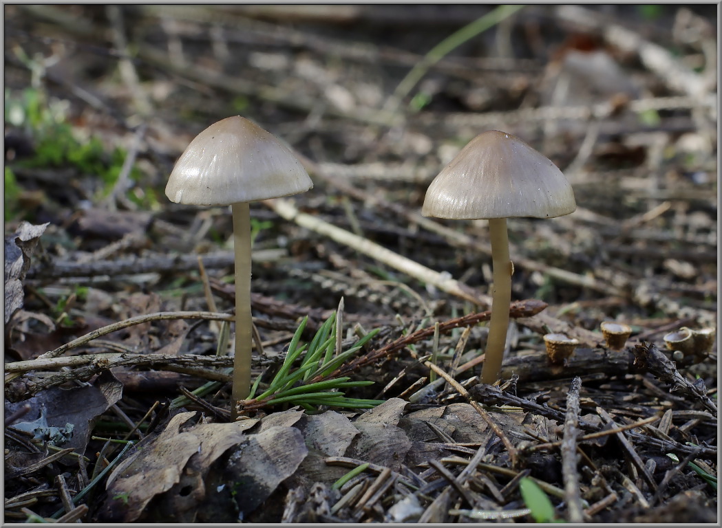 Мицена шишколюбивая Mycena strobilicola