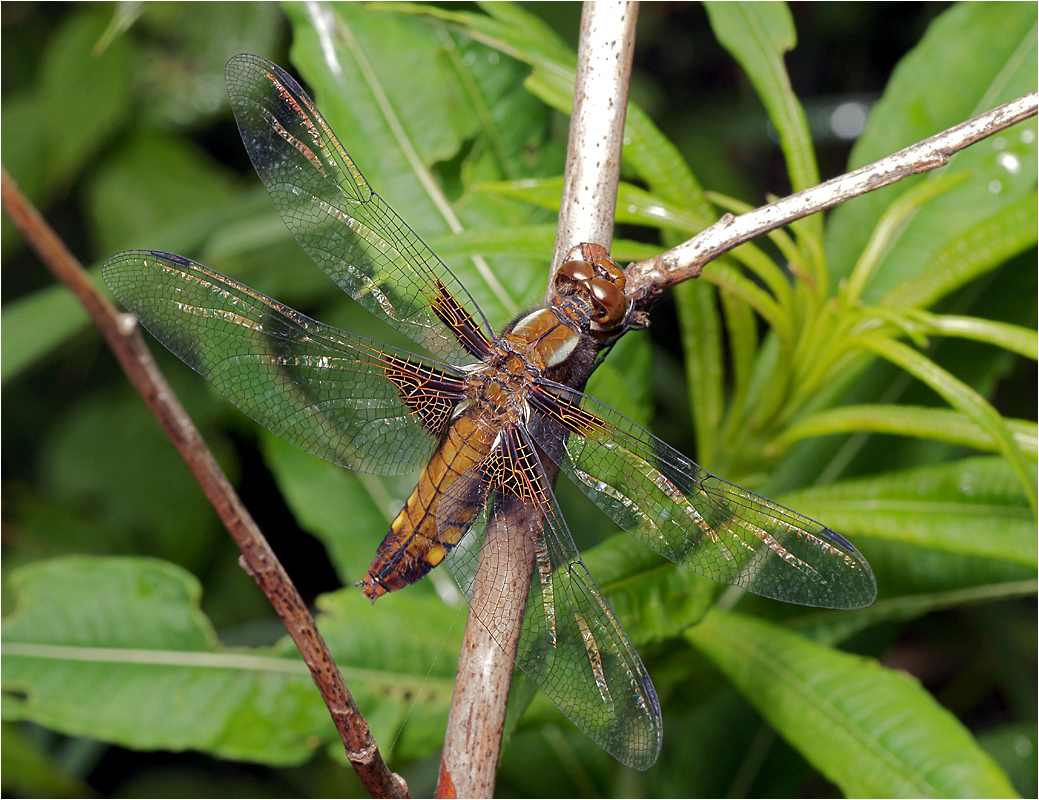 Libellula fulva - Стрекоза рыжая.