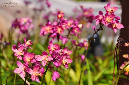 Цветок в Тайланде