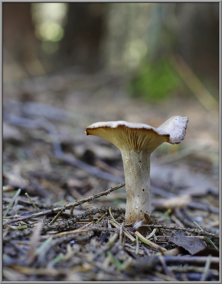 Говорушка снежная Clitocybe pruinosa