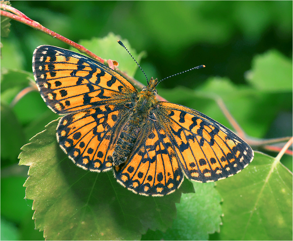 Boloria selene - Перламутровка Селена