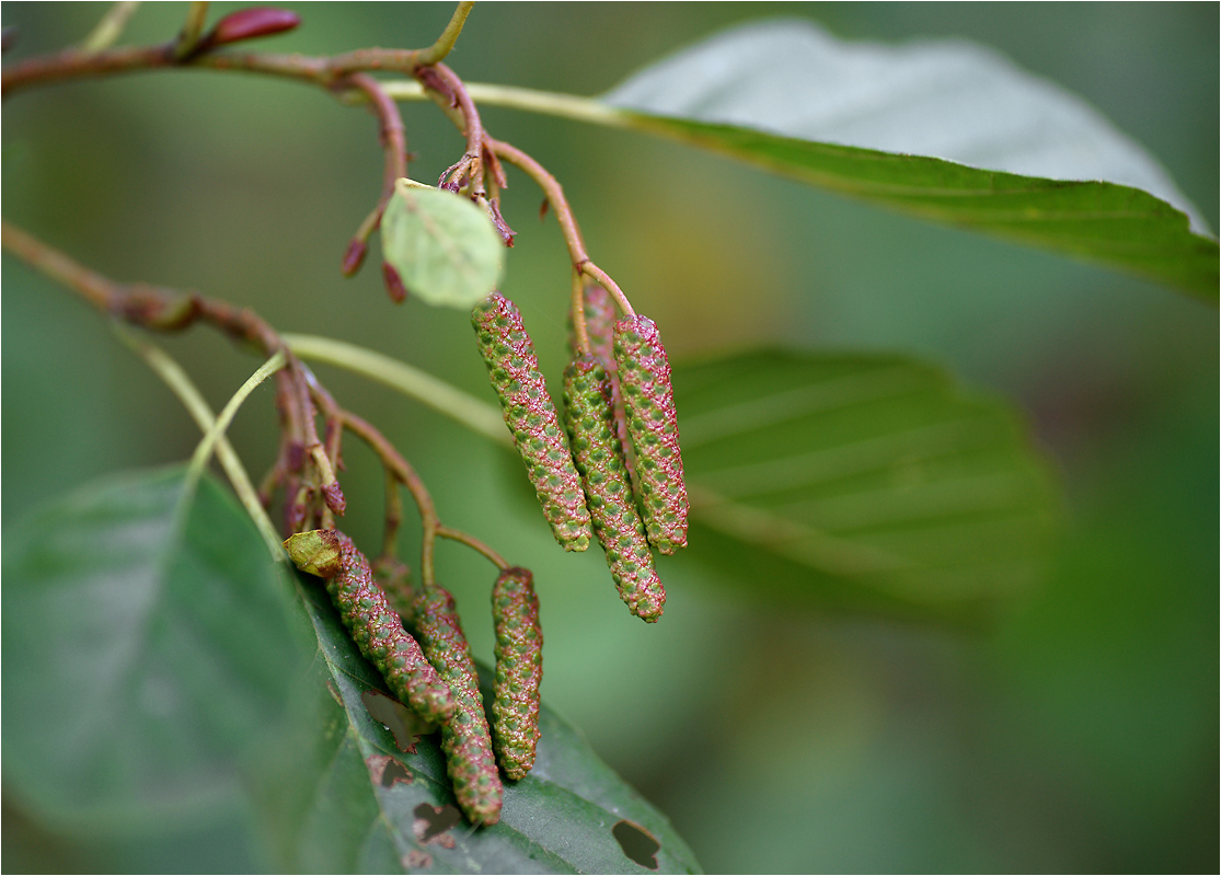 Alnus glutinosa - Ольха чёрная