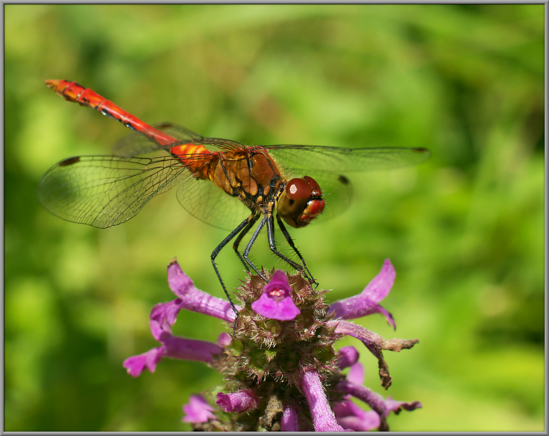 Стрекоза кроваво-красная Sympetrum sanguineum