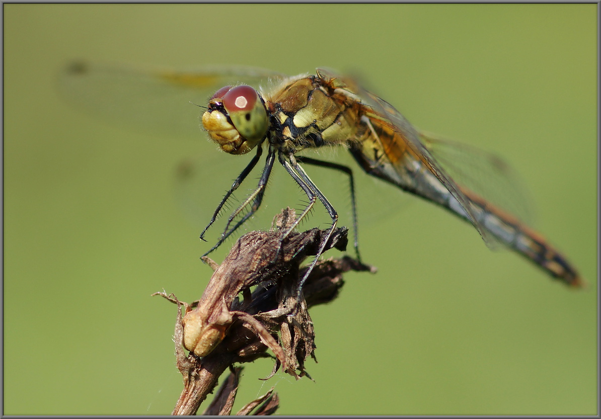 Стрекоза желтая Sympetrum flaveolum