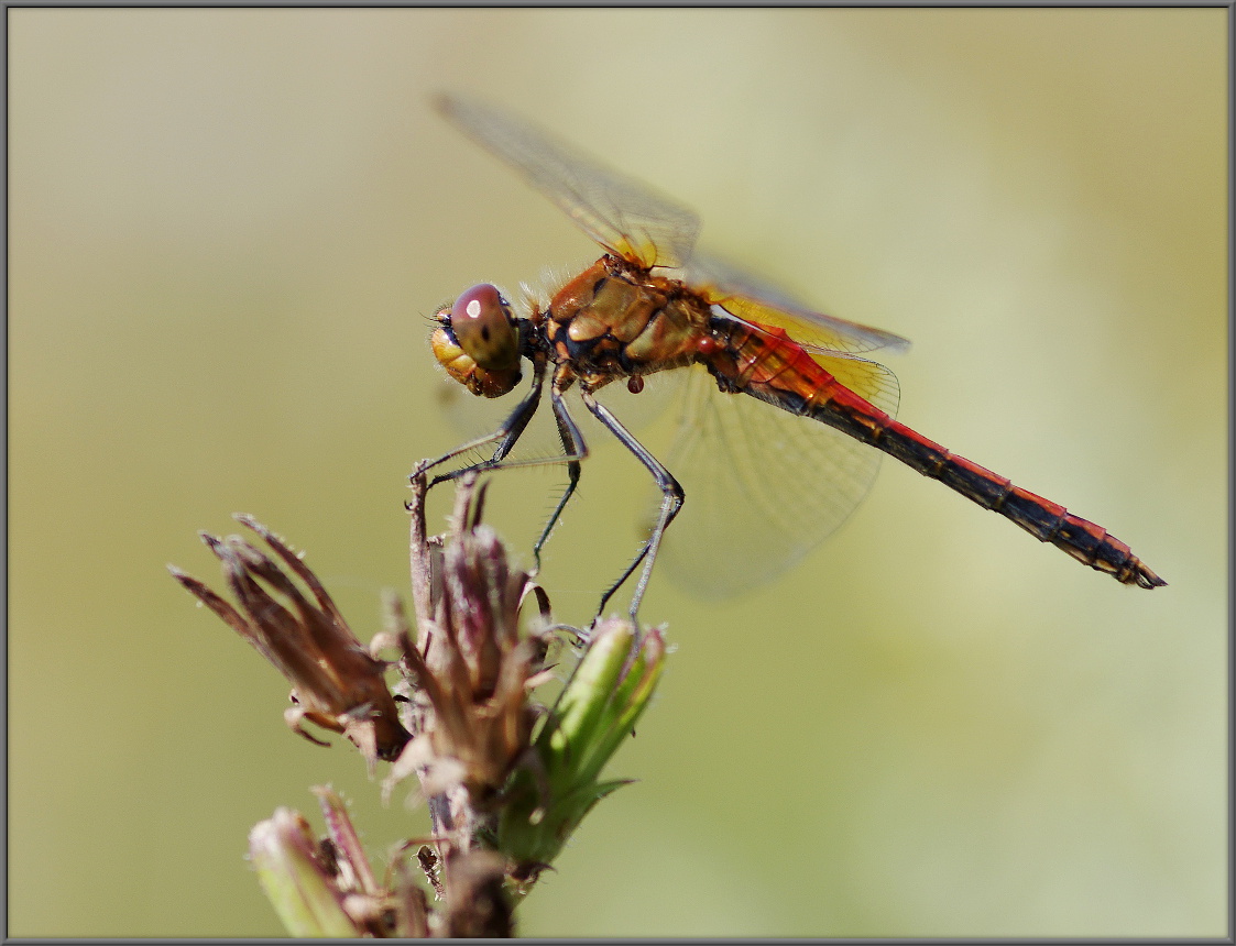 Sympetrum flaveolum, самец