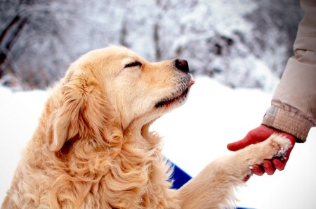 Преданность