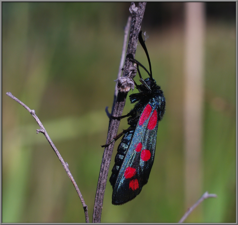 Пестрянка таволговая Zygaena filipendulae