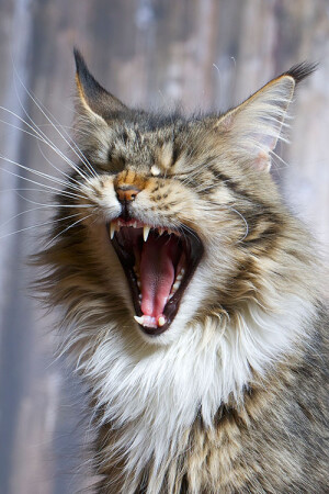 Скажите: &amp;quot;А-ааа&amp;quot;