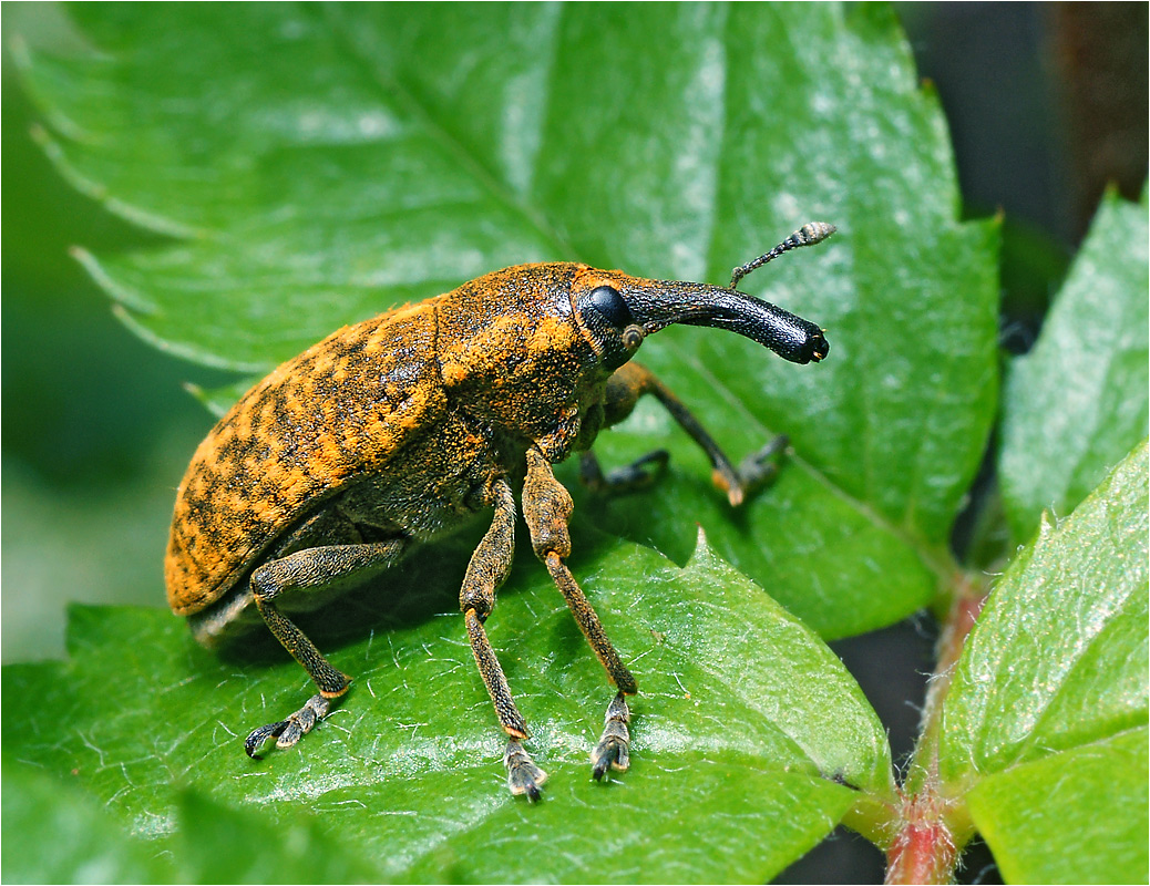 Larinus sturnus - Долгоносик чертополоховый обыкновенный.