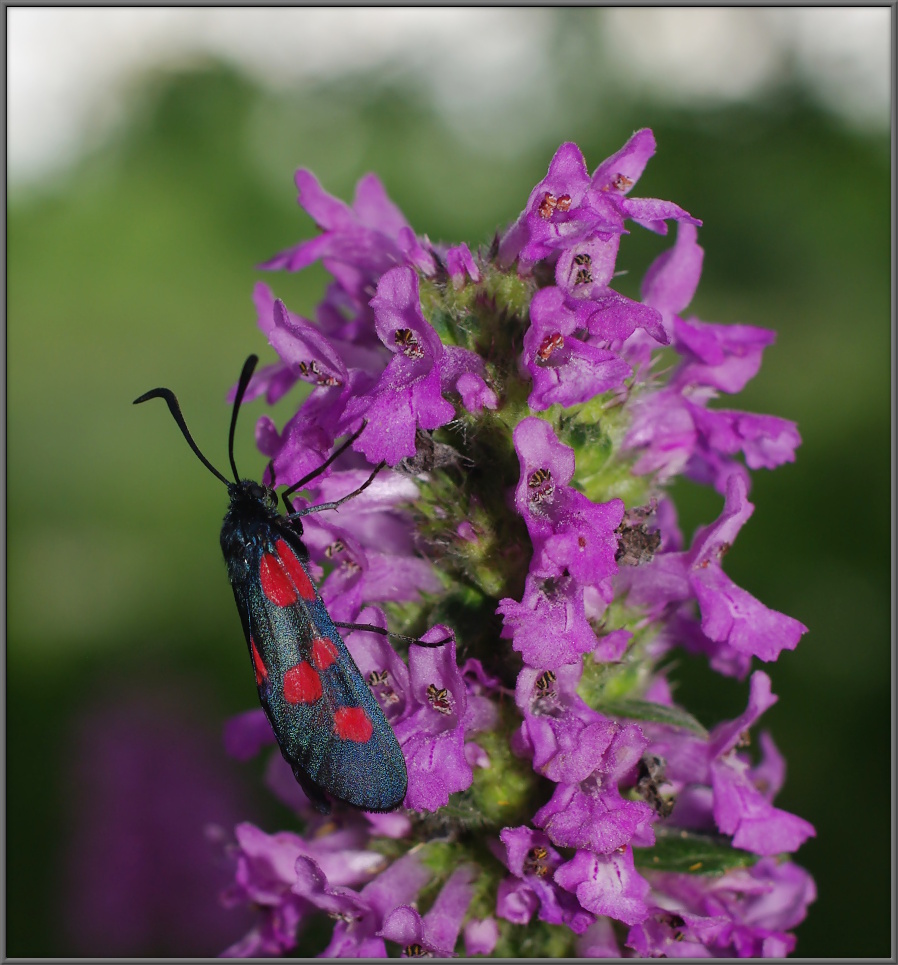 Пестрянка луговая Zygaena lonicerae