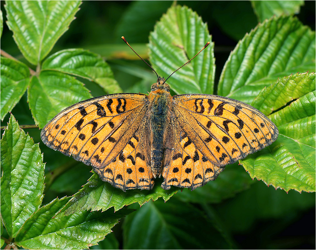 Argynnis adippe - Перламутровка Адиппа.