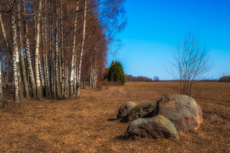 Камни и берёзы