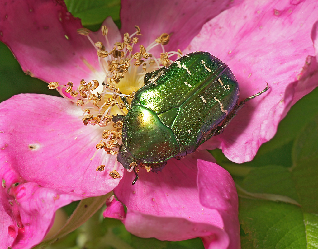 Cetonia aurata - Бронзовка золотистая.