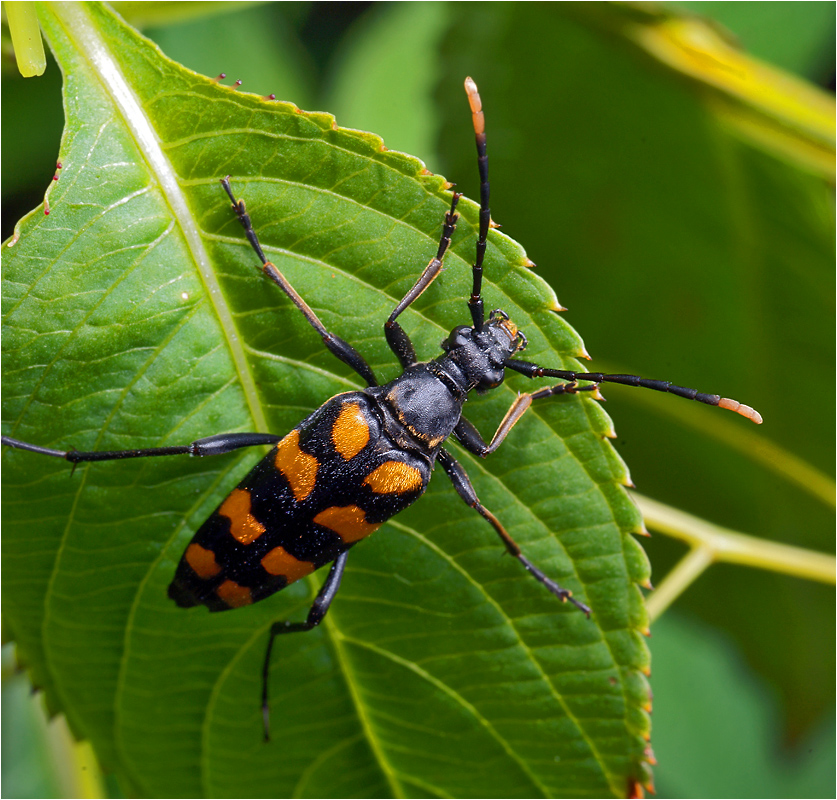 Leptura quadrifasciata - Лептура четырехполосая.