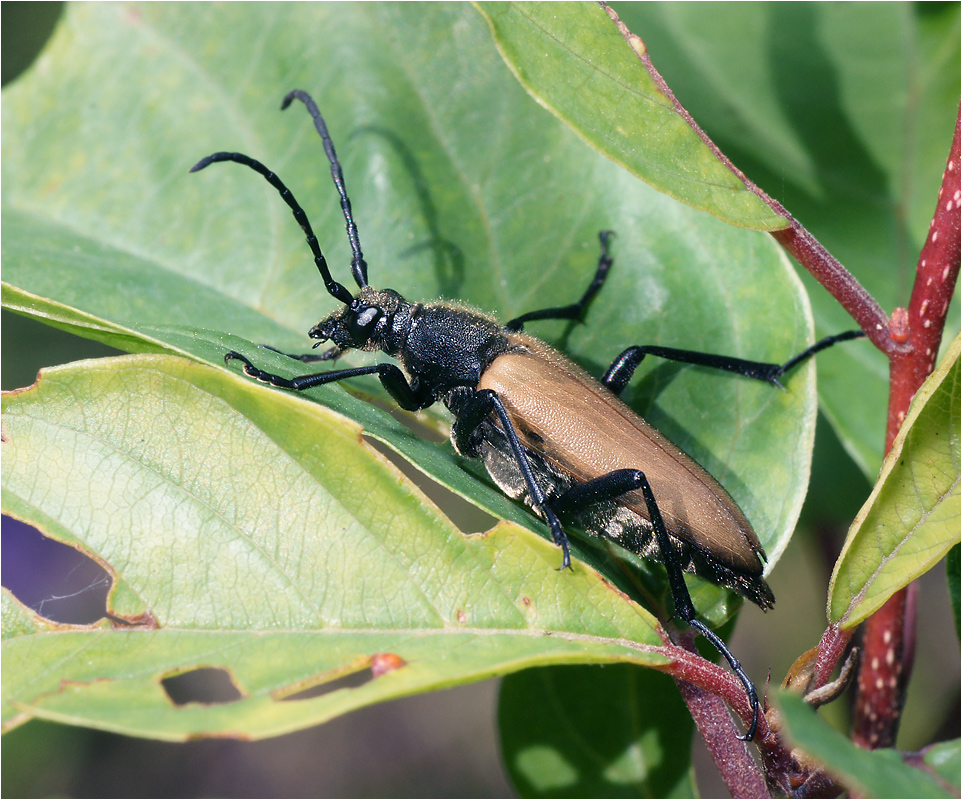 Lepturalia nigripes - Усач черноногий.