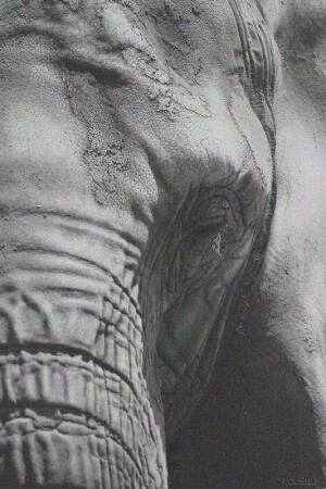 грустный слон