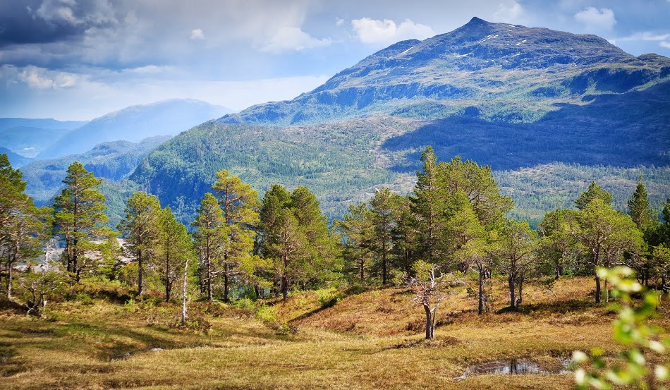 Skog