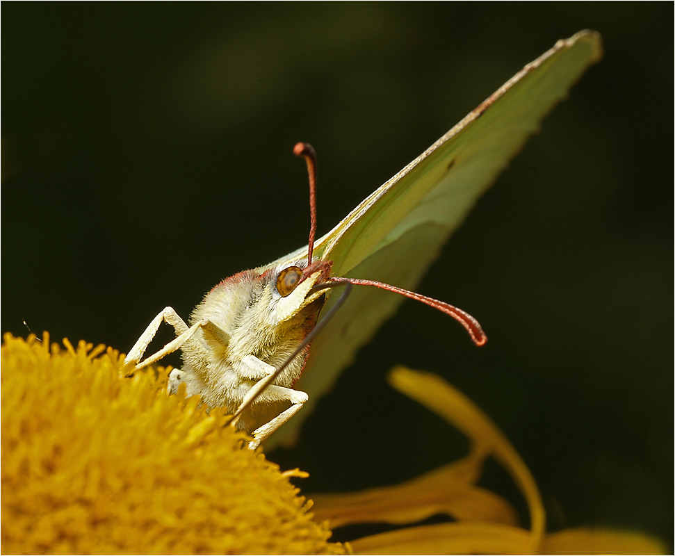 Gonepteryx rhamni - Лимонница обыкновенная.