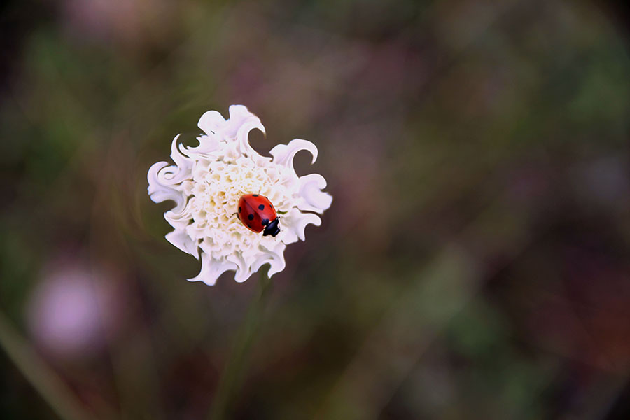 ladybird