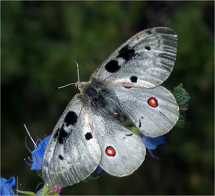 Parnassius apollo - Аполлон