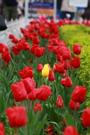 Выделяясь из толпы