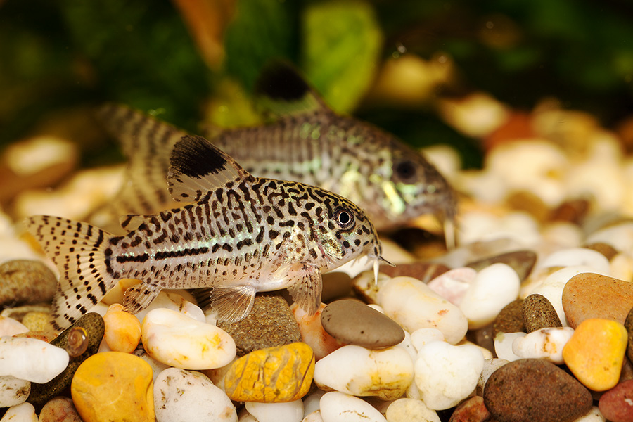 Corydoras julii