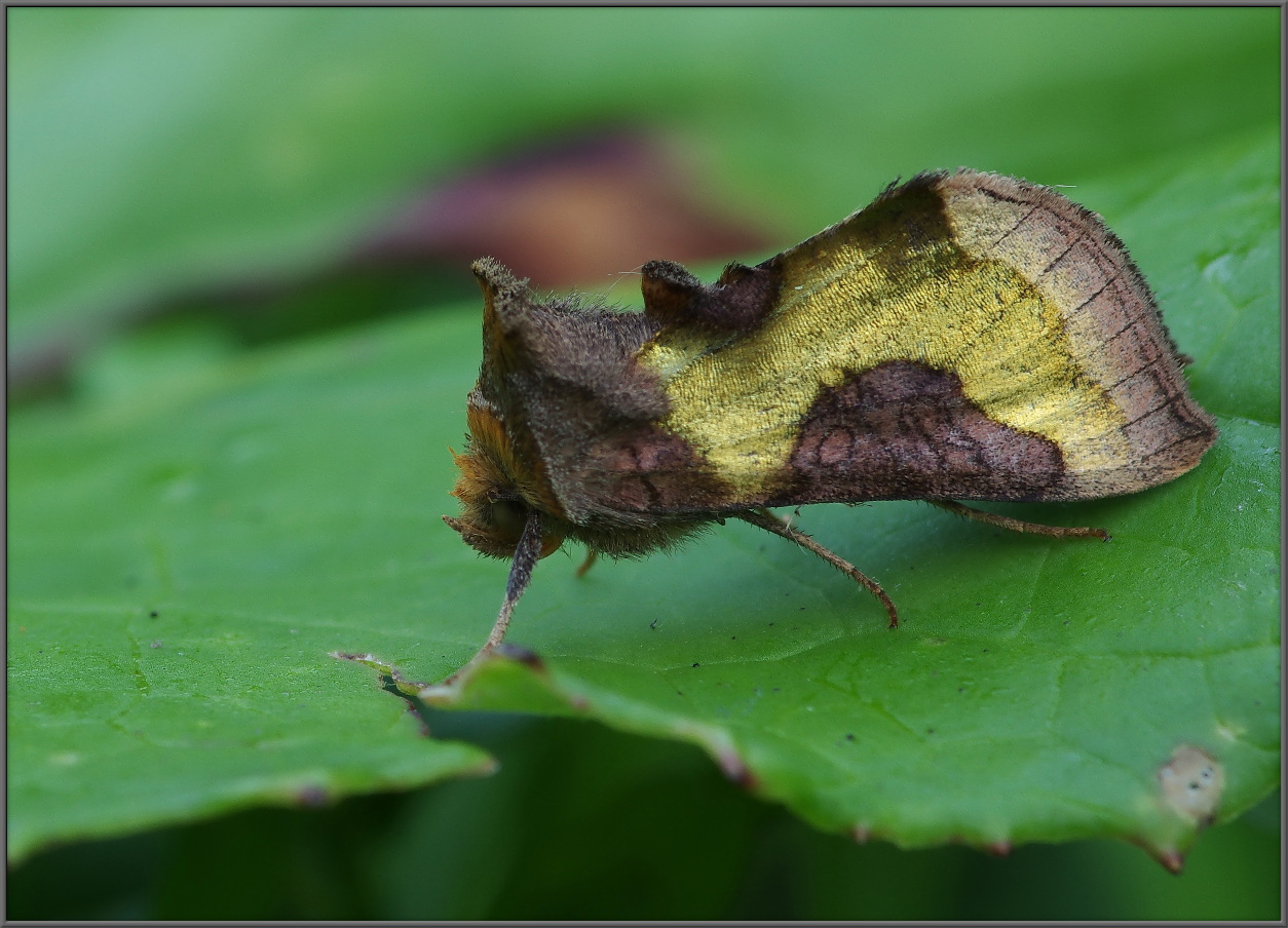 Diachrysia stenochrysis