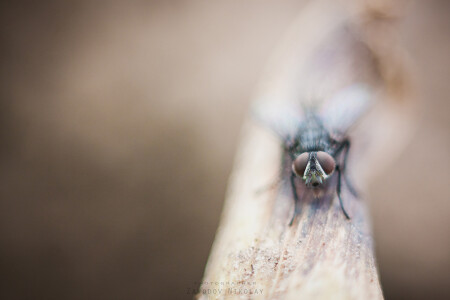 Мухо-цотокухо