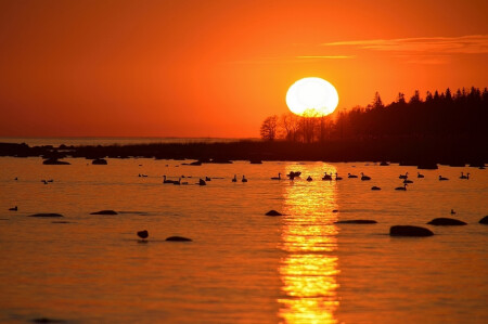 Лебеди на закате