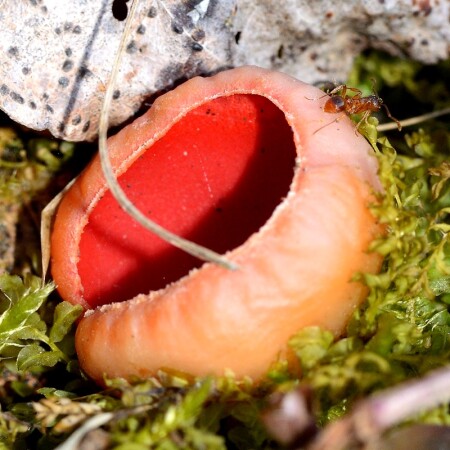 Саркосцифа ярко-красная (Sarcoscypha coccinea)