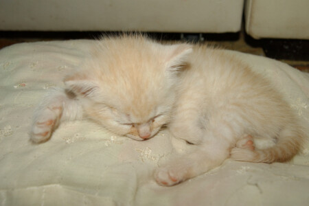 Которебёнок