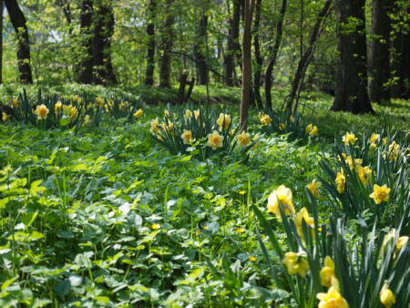 Нарциссы.