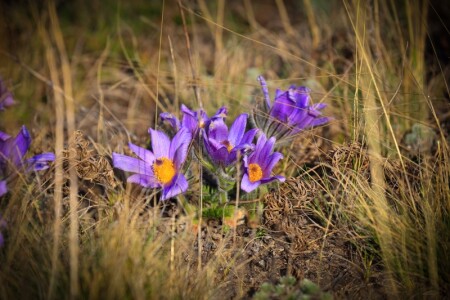 Апрель-цветы
