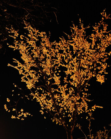 Белым по черному