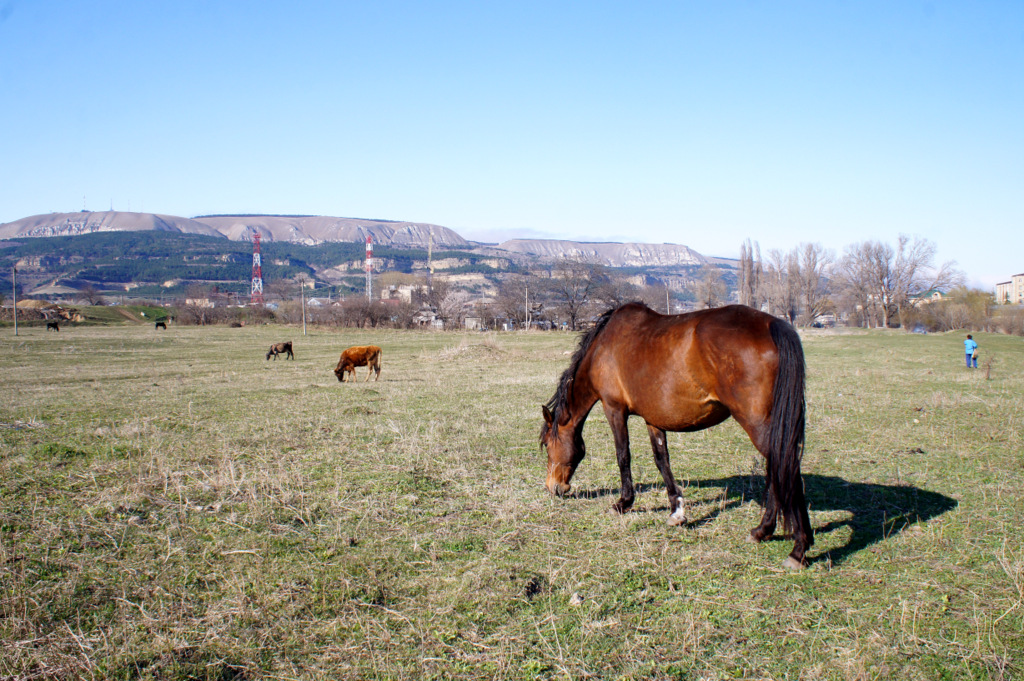 конь