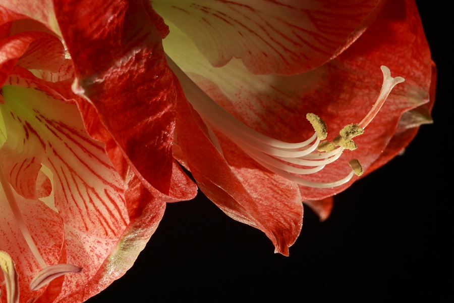 Hippeastrum