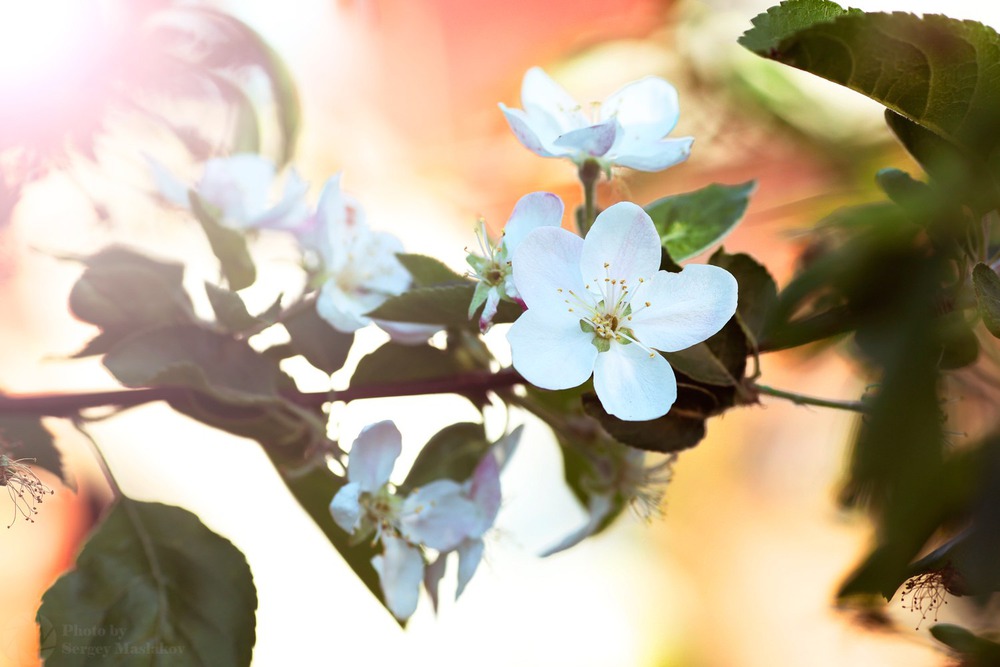 Spring flower