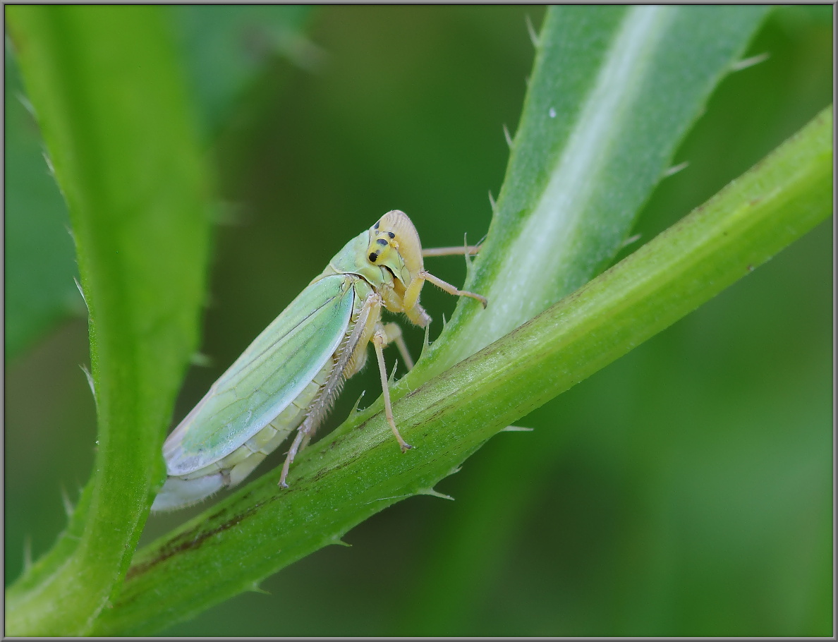 Зеленая цикадка Cicadella viridis