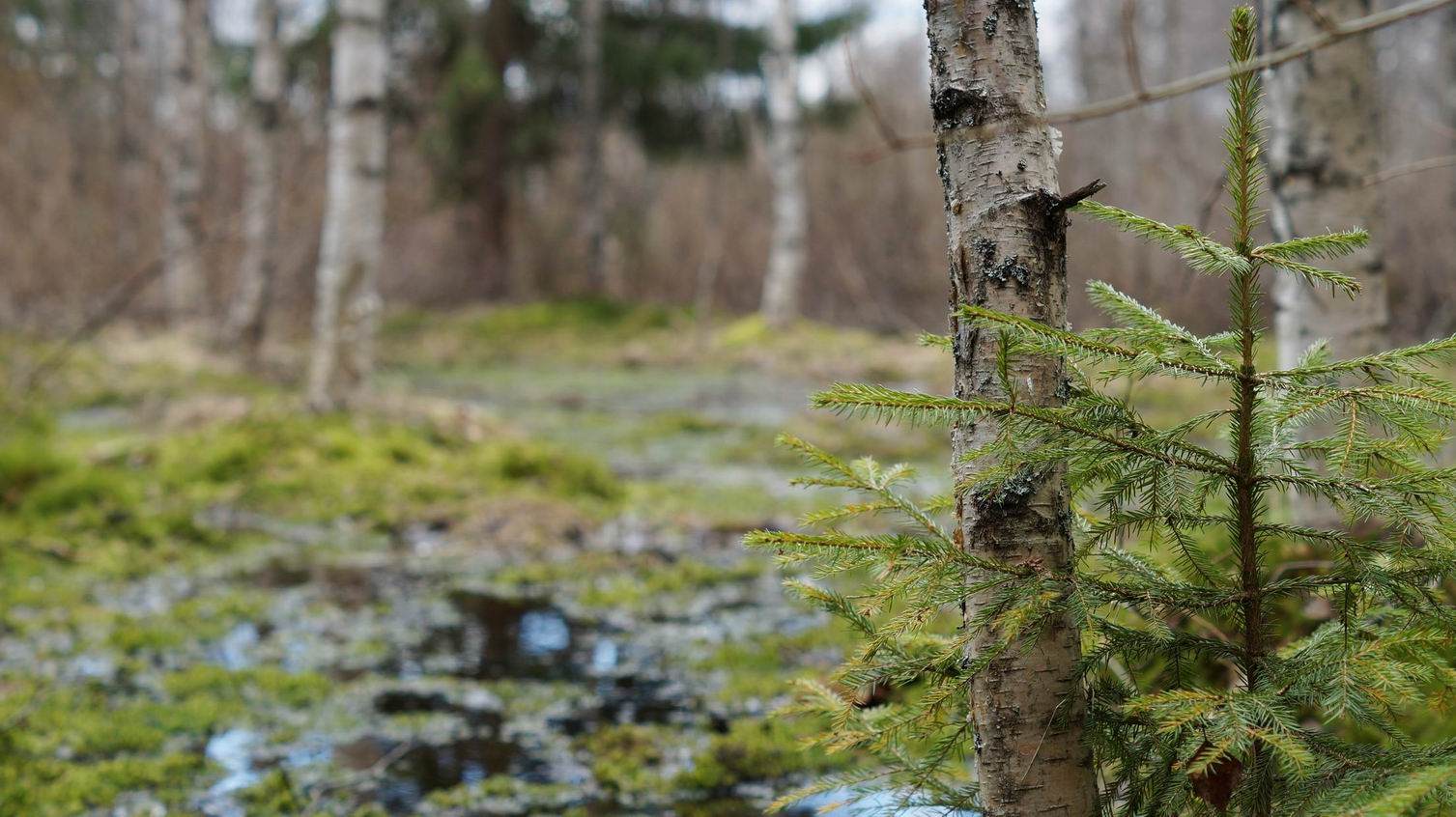 Молодо-зелено