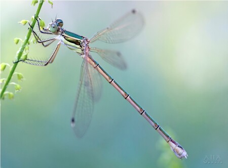 вертолётик