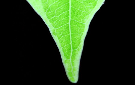 Фикус Бенджамина